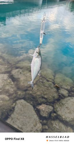 イケカツオの釣果