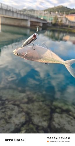 イケカツオの釣果