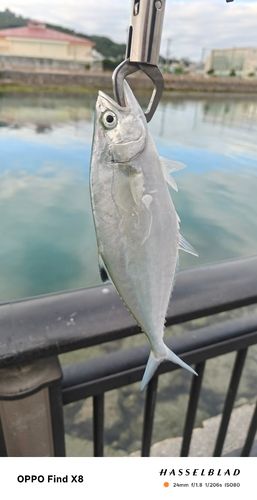 イケカツオの釣果