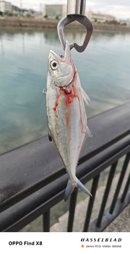 イケカツオの釣果