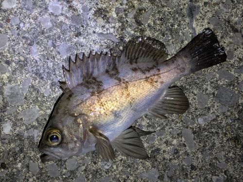 シロメバルの釣果