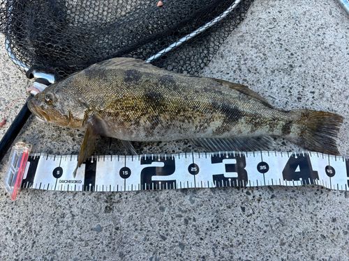 アイナメの釣果