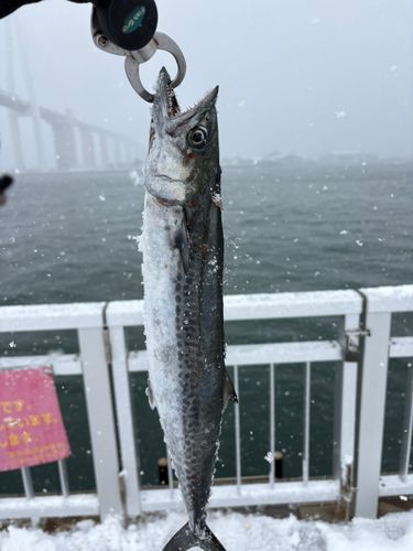 サゴシの釣果