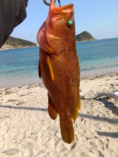 キジハタの釣果