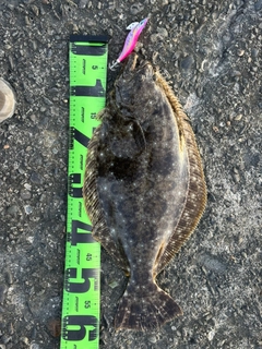 ヒラメの釣果