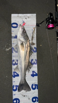 シーバスの釣果