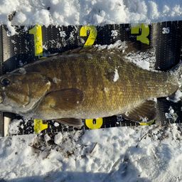 スモールマウスバス