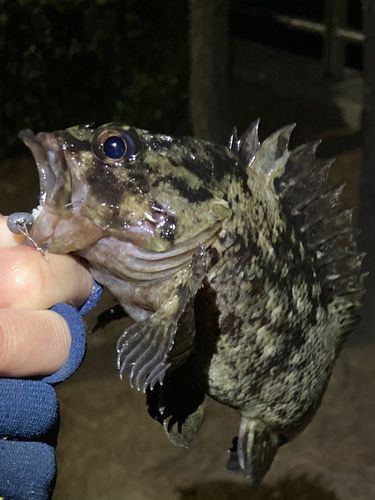 ムラソイの釣果