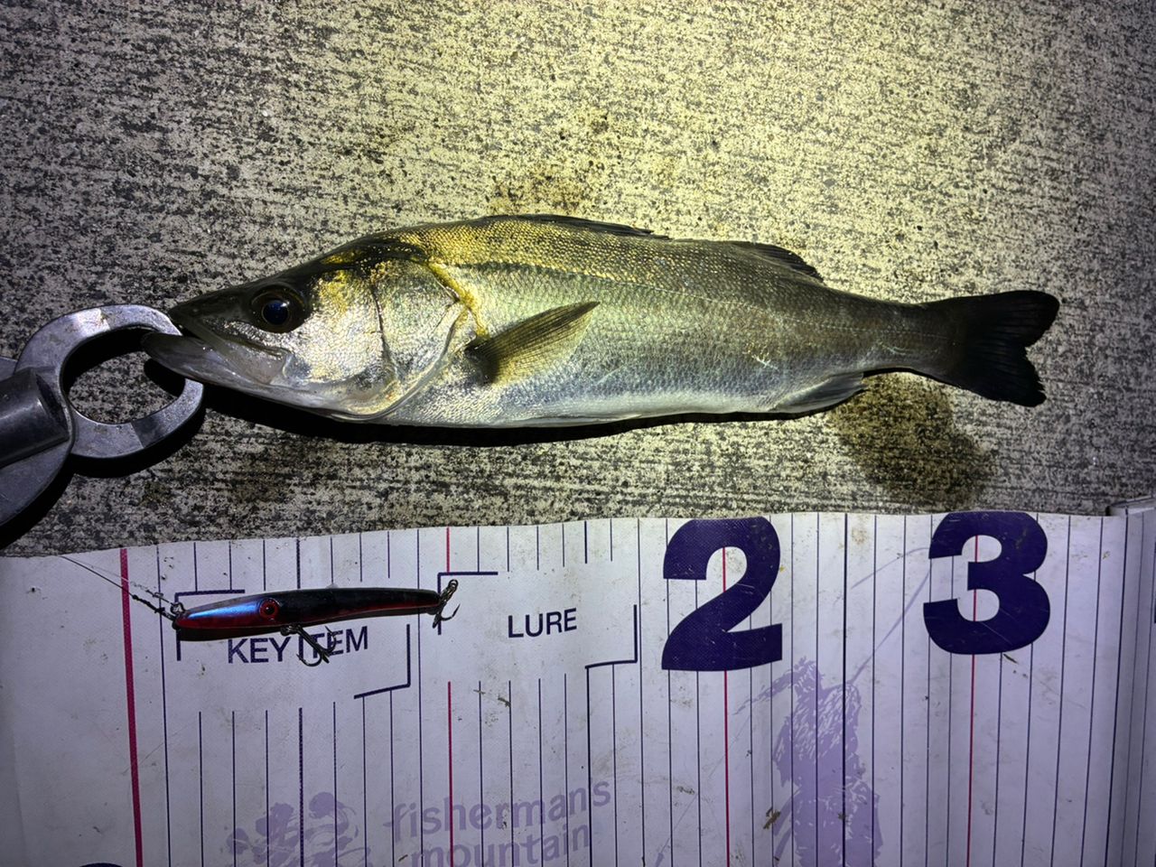 SHIMANO 23ディアルーナ S90Lの最安値・インプレ・釣果 | 本音の口コミ