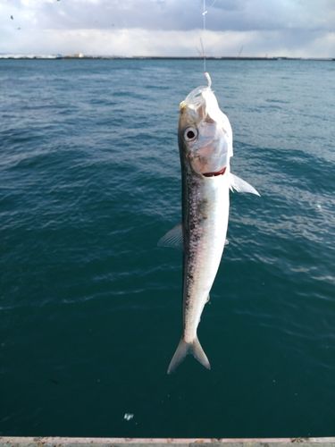 マイワシの釣果