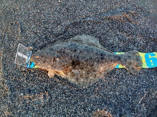 ヒラメの釣果