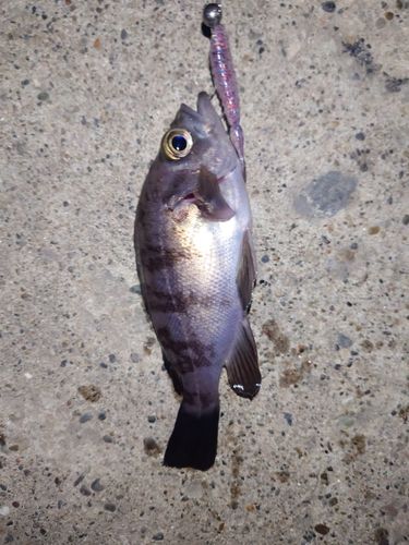 シロメバルの釣果