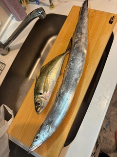 タチウオの釣果