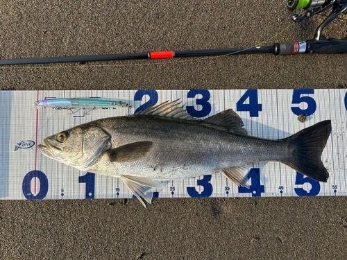 シーバスの釣果
