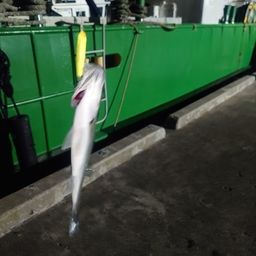 セイゴ（マルスズキ）