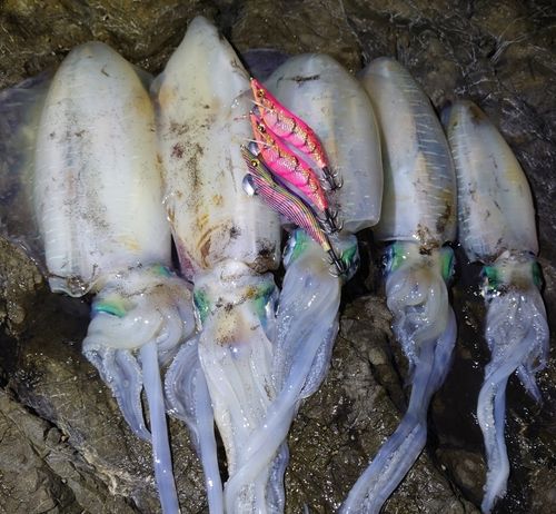 アオリイカの釣果