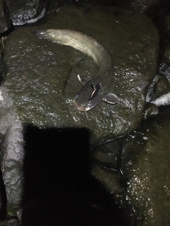 ナマズの釣果