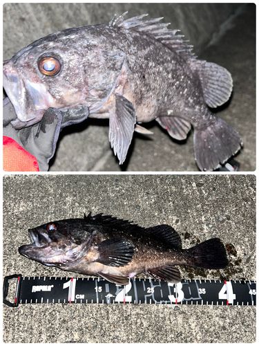 三陸海岸（岩手）