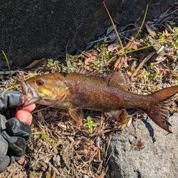 スモールマウスバス