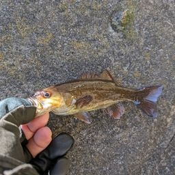 スモールマウスバス