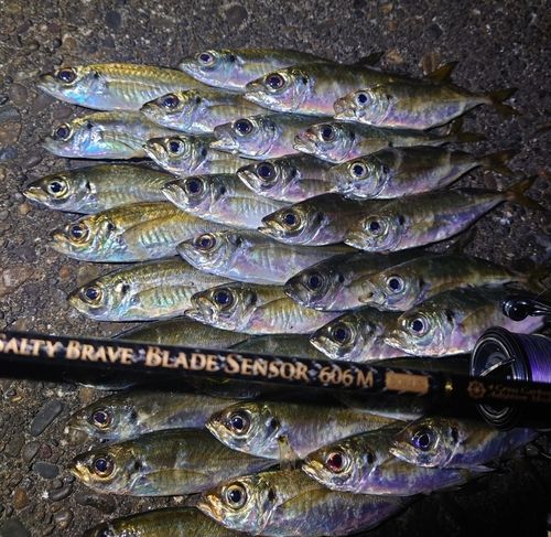 アジの釣果