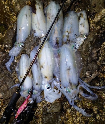 アオリイカの釣果