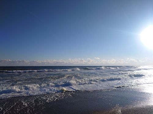 フッコ（マルスズキ）の釣果