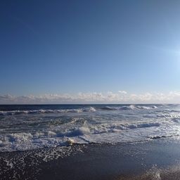 フッコ（マルスズキ）