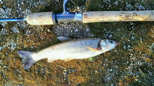 ウグイの釣果