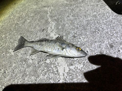 セイゴ（マルスズキ）の釣果