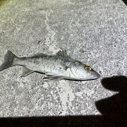 セイゴ（マルスズキ）