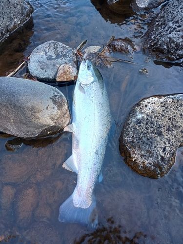 ニジマスの釣果