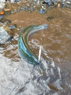 ニジマスの釣果