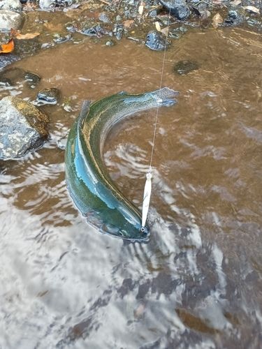 ニジマスの釣果