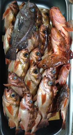 メバルの釣果
