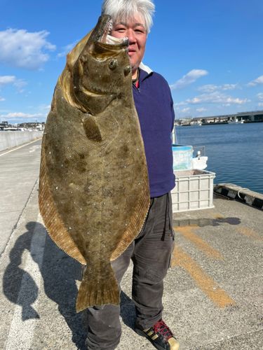 ヒラメの釣果