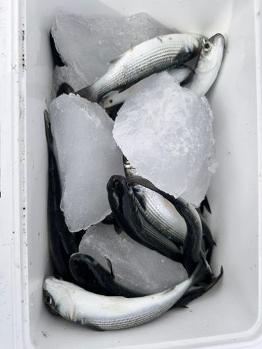 碧南海釣り公園