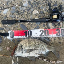 ミナミクロダイ