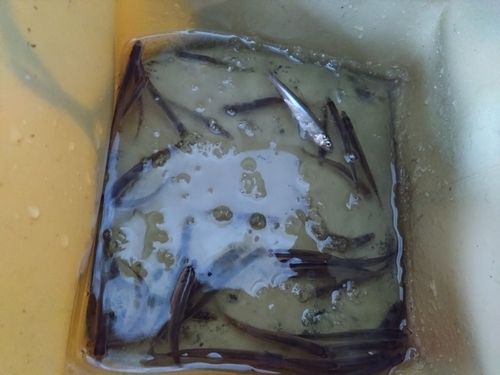 ワカサギの釣果