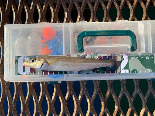 本牧海づり施設