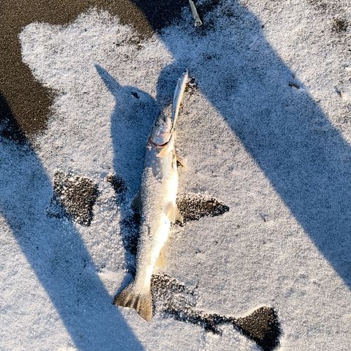 アメマスの釣果