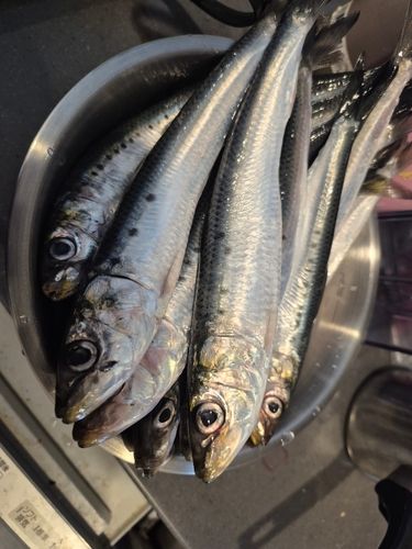 マイワシの釣果