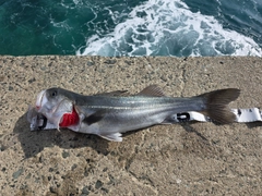 スズキの釣果