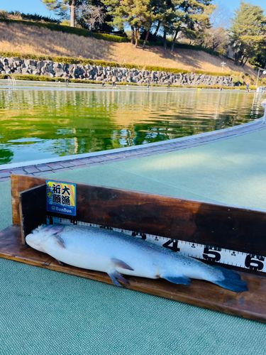 西武園ゆうえんちフィッシングランド