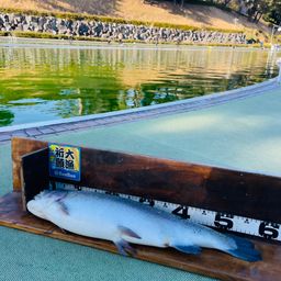 レインボートラウト