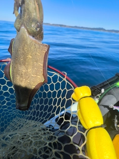 コウイカの釣果