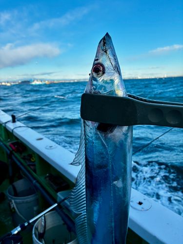 タチウオの釣果