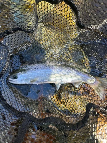 サクラマスの釣果