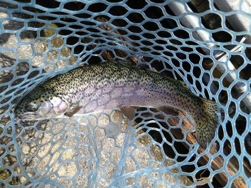レインボートラウトの釣果