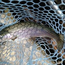 レインボートラウト